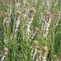 Arabis holboellii flower